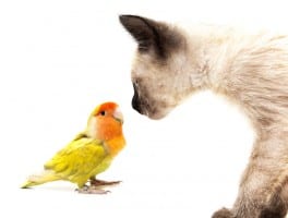 social media audience research